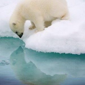 Meet your Posher, Charlett